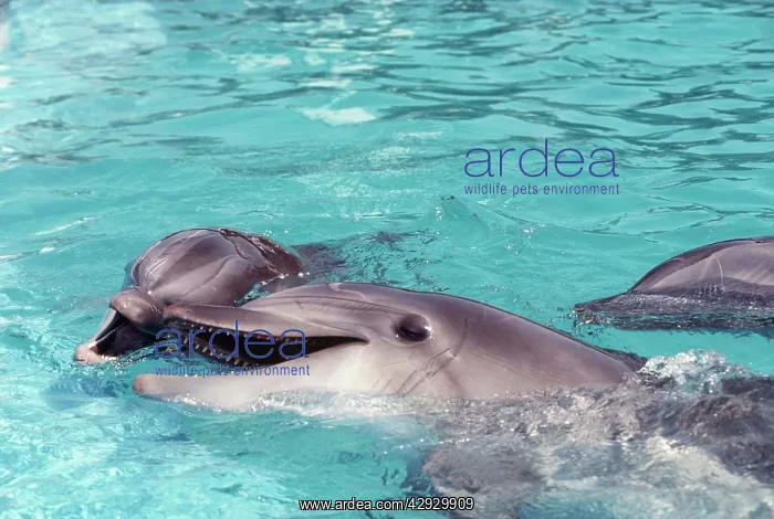 : Bottlenose Dolphins : Bottlenose Dolphins