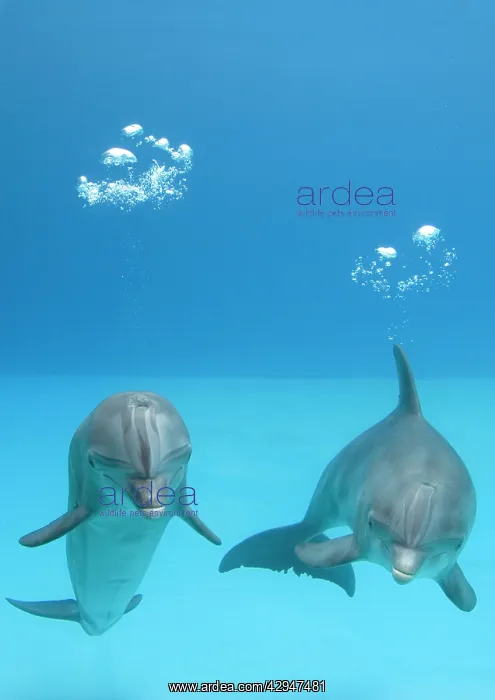 : Bottlenose dolphins - two blowing air bubbles : Bottlenose dolphins - two blowing air bubbles