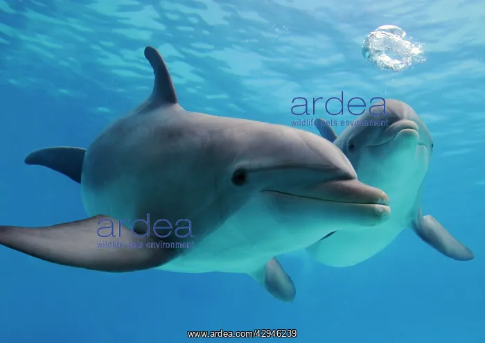 : Bottlenose Dolphins - blowing air bubbles underwater : Bottlenose Dolphins - blowing air bubbles underwater