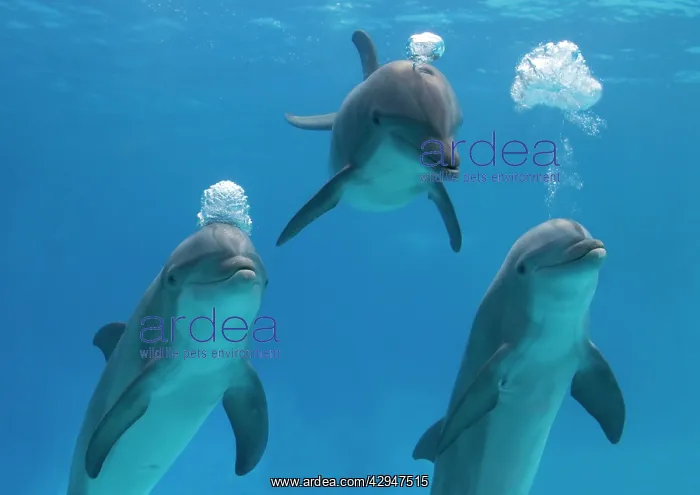 : Bottlenose dolphins - blowing air bubbles underwater : Bottlenose dolphins - blowing air bubbles underwater
