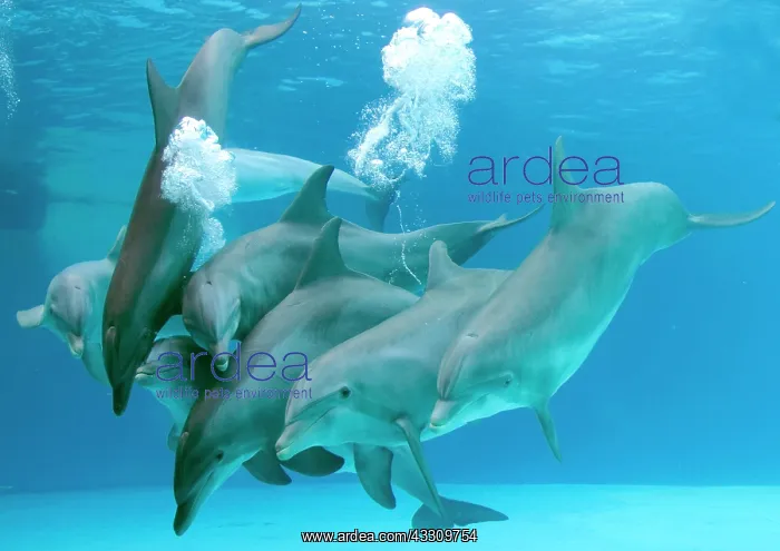 : Bottlenose dolphins - blowing air bubbles underwater : Bottlenose dolphins - blowing air bubbles underwater
