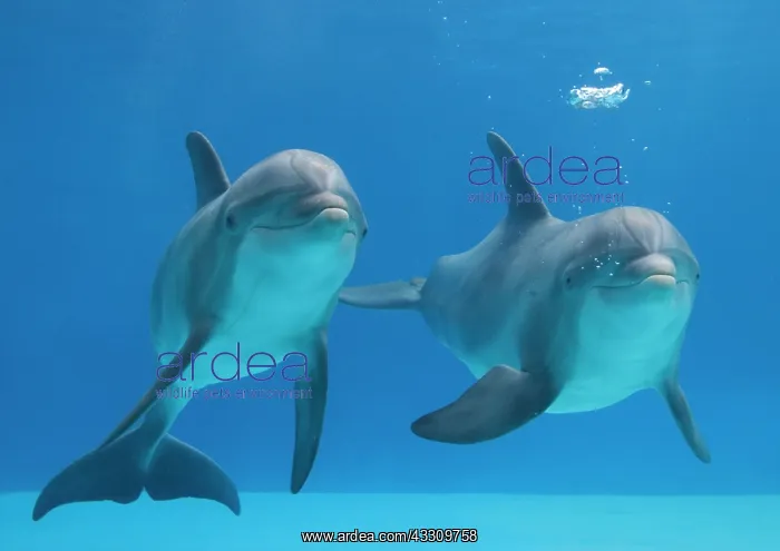 : Bottlenose dolphins - blowing air bubbles underwater : Bottlenose dolphins - blowing air bubbles underwater