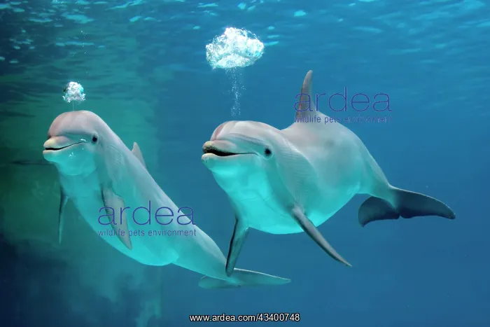 : Bottlenose dolphins - blowing air bubbles underwater : Bottlenose dolphins - blowing air bubbles underwater