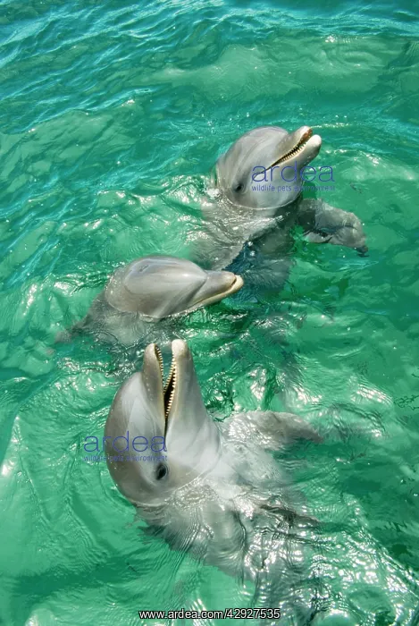 : Bottlenose DOLPHINS - captive X3 : Bottlenose DOLPHINS - captive X3