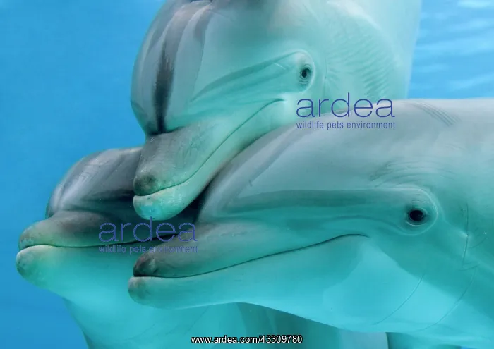 : Bottlenose dolphins - three close-up of heads underwater : Bottlenose dolphins - three close-up of heads underwater