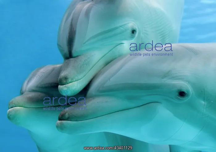 : Bottlenose dolphins - three close-up of heads underwater : Bottlenose dolphins - three close-up of heads underwater