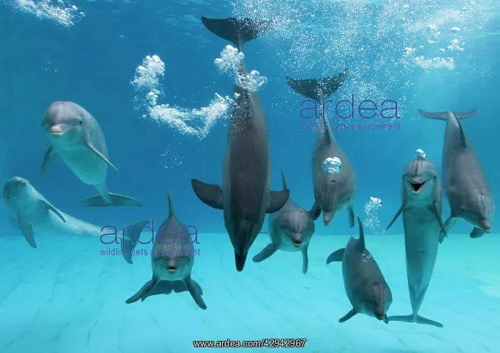 : Bottlenose dolphins - dancing and blowing air underwater : Bottlenose dolphins - dancing and blowing air underwater