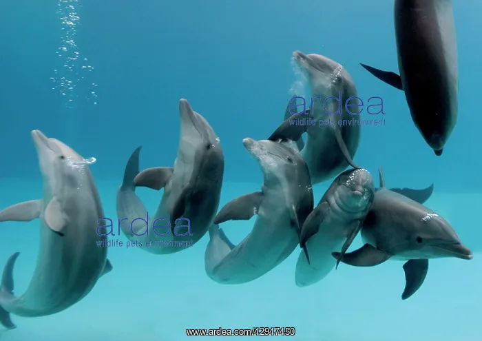 : Bottlenose dolphins - group playing / dancing underwater : Bottlenose dolphins - group playing / dancing underwater