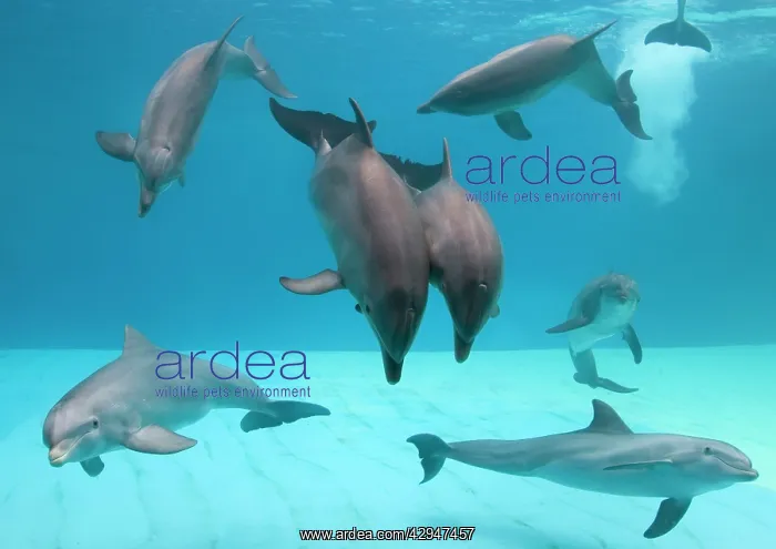 : Bottlenose dolphins - group playing underwater : Bottlenose dolphins - group playing underwater