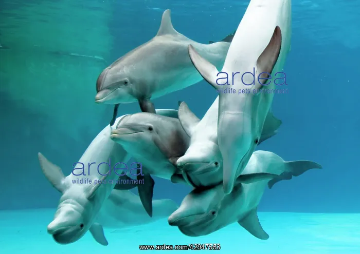 : Bottlenose dolphins - group playing underwater : Bottlenose dolphins - group playing underwater