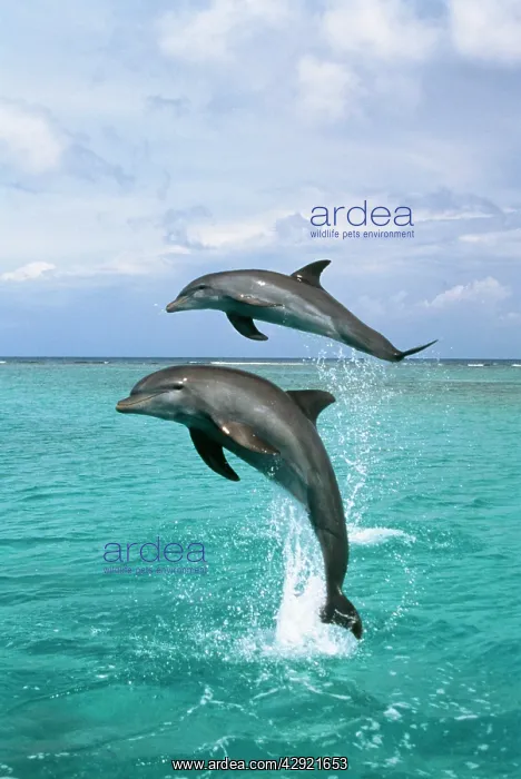 : BOTTLENOSE DOLPHINS - two leaping out of water : BOTTLENOSE DOLPHINS - two leaping out of water