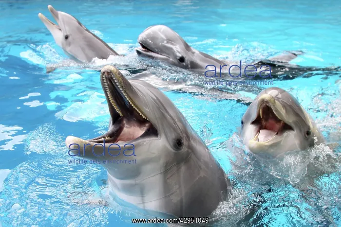 : Bottlenose Dolphins - with mouths open above surface : Bottlenose Dolphins - with mouths open above surface
