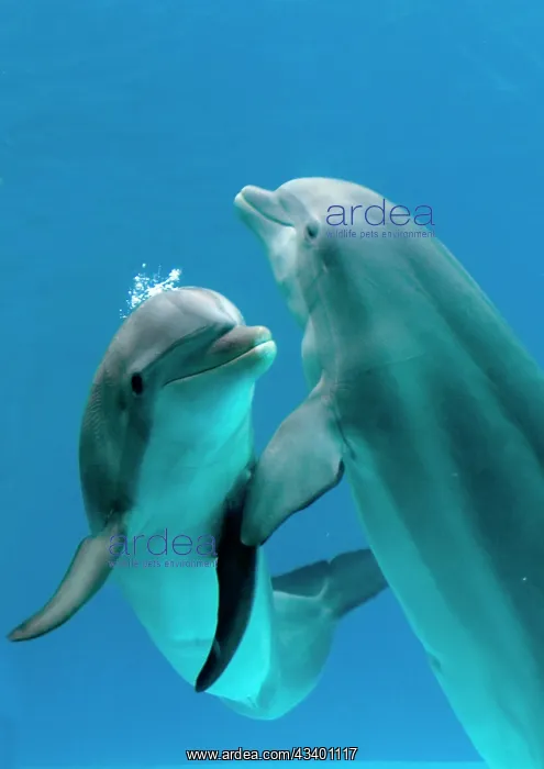 : Bottlenose dolphins - pair dancing underwater : Bottlenose dolphins - pair dancing underwater