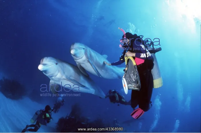 : Bottlenose Dolphins - pair with suba divers : Bottlenose Dolphins - pair with suba divers