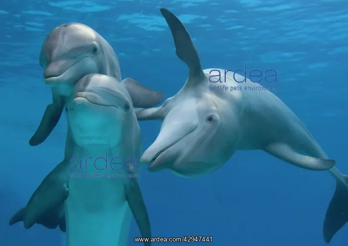 : Bottlenose dolphins - playing underwater : Bottlenose dolphins - playing underwater