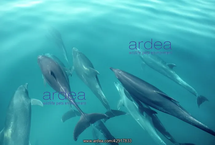 : Bottlenose Dolphins - A pod of dolphins swimming : Bottlenose Dolphins - A pod of dolphins swimming