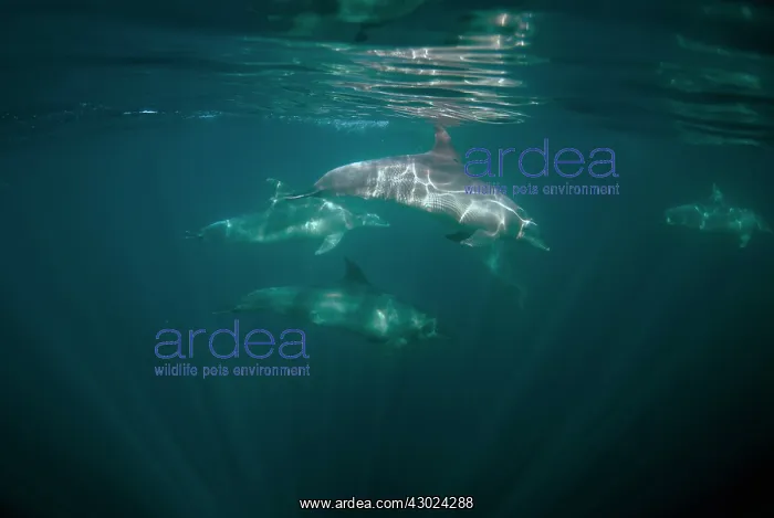 : Bottlenose Dolphins pod swimming near surface with : Bottlenose Dolphins pod swimming near surface with