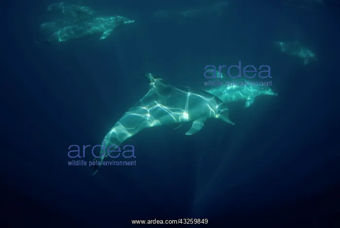 : Bottlenose Dolphins pod swimming near surface with : Bottlenose Dolphins pod swimming near surface with