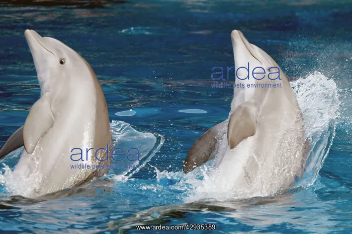 : Bottlenose Dolphins - Preparing to jump : Bottlenose Dolphins - Preparing to jump