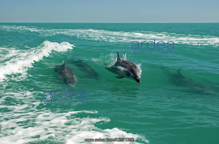 : Bottlenose Dolphins - riding a wave : Bottlenose Dolphins - riding a wave