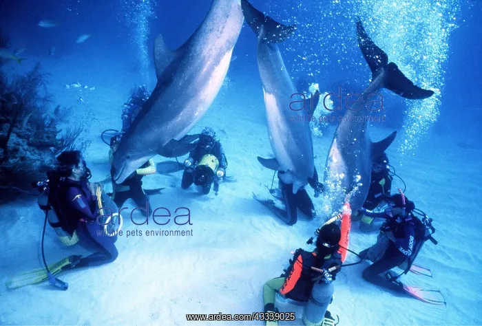 : Bottlenose Dolphins with Scuba Divers : Bottlenose Dolphins with Scuba Divers