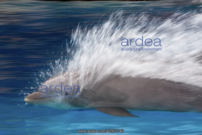 : Bottlenose Dolphins - Swimming at speed through water : Bottlenose Dolphins - Swimming at speed through water