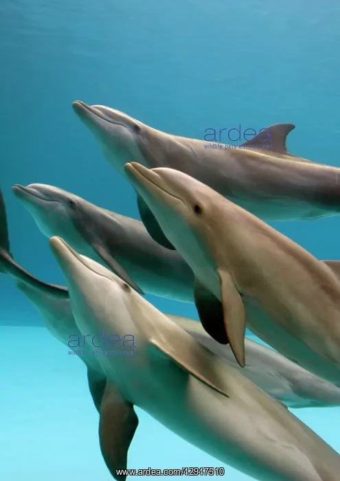 : Bottlenose dolphins - swimming underwater : Bottlenose dolphins - swimming underwater