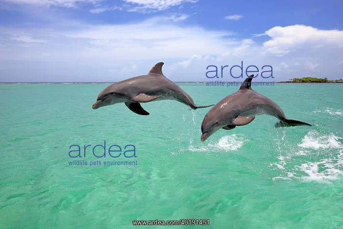 : Two Bottlenose Dolphins (Tursiops truncatus), adult : Two Bottlenose Dolphins (Tursiops truncatus), adult