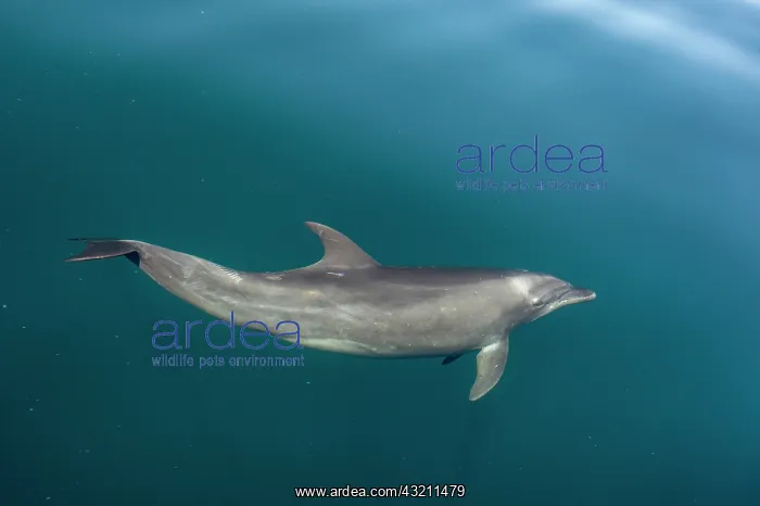 : Bottlenose dolphins (Tursiops truncatus) Bahia de : Bottlenose dolphins (Tursiops truncatus) Bahia de