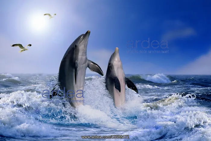 : Bottlenose dolphins (Tursiops truncatus) and gulls : Bottlenose dolphins (Tursiops truncatus) and gulls