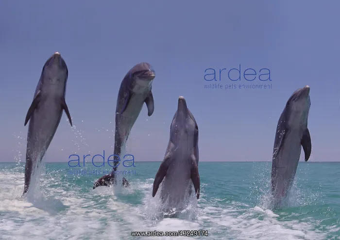 : Bottlenose Dolphins (tursiops truncatus), Leaping : Bottlenose Dolphins (tursiops truncatus), Leaping