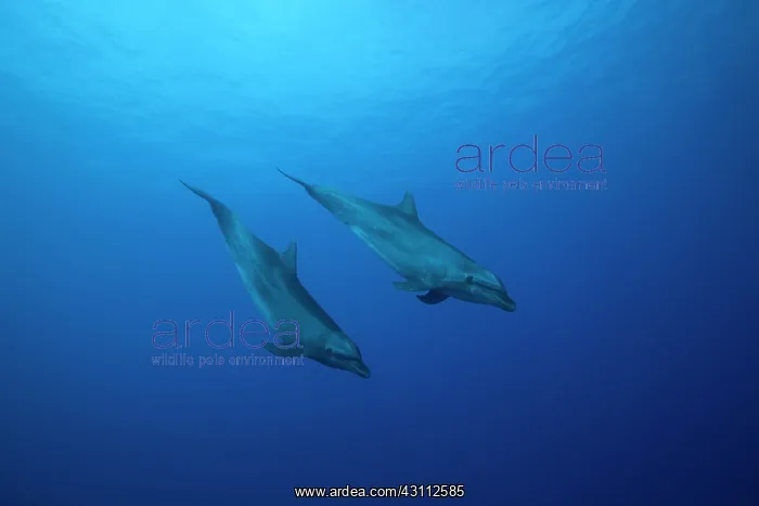 : Bottlenose dolphins (Tursiops truncatus), swimming : Bottlenose dolphins (Tursiops truncatus), swimming