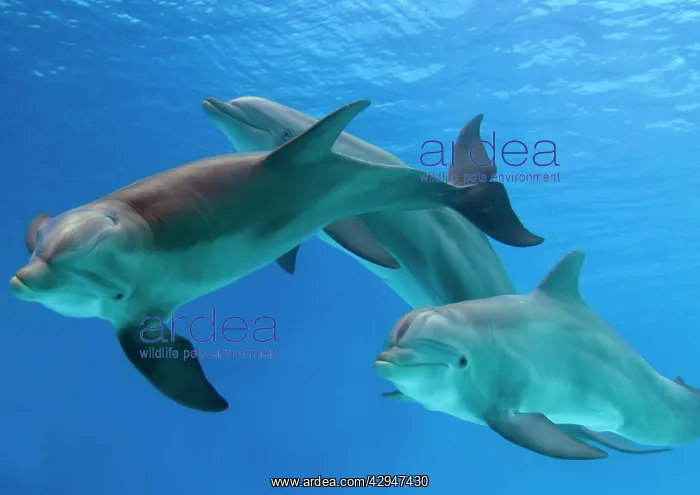 : Bottlenose Dolphins - three underwater : Bottlenose Dolphins - three underwater