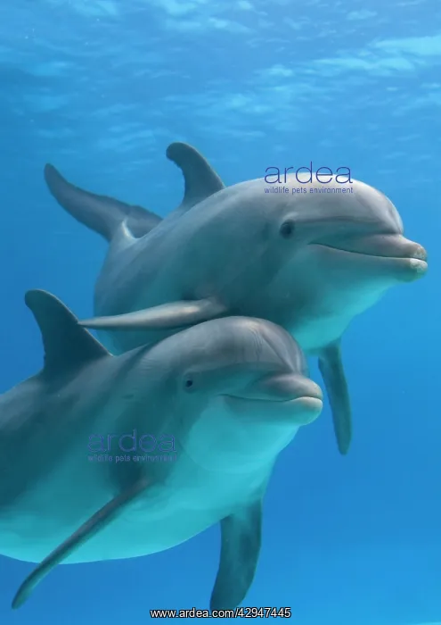 : Bottlenose dolphins - two underwater : Bottlenose dolphins - two underwater