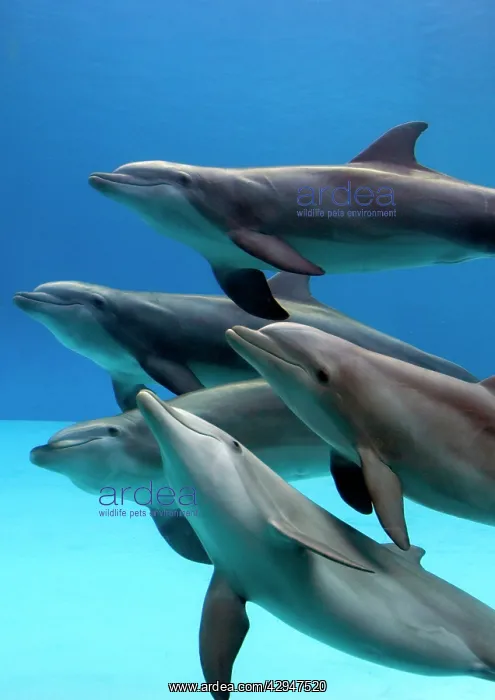 : Bottlenose dolphins - underwater : Bottlenose dolphins - underwater