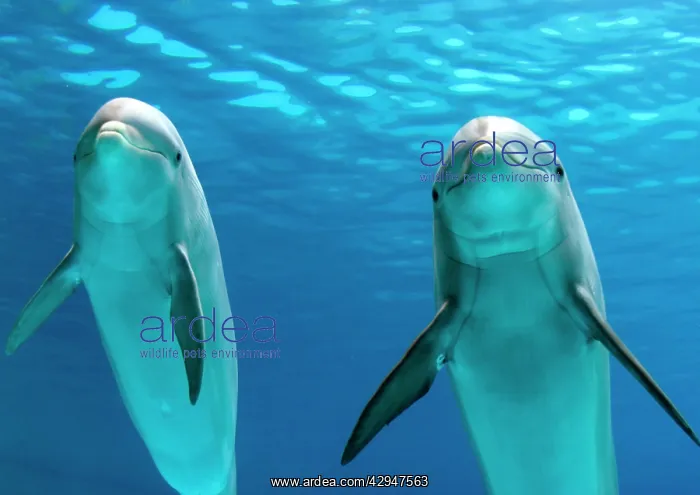 : Bottlenose dolphins - underwater : Bottlenose dolphins - underwater