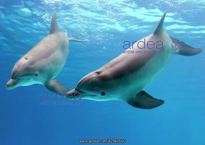 : Bottlenose dolphins - underwater : Bottlenose dolphins - underwater