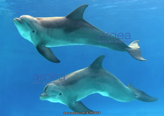 : Bottlenose Dolphins - underwater : Bottlenose Dolphins - underwater