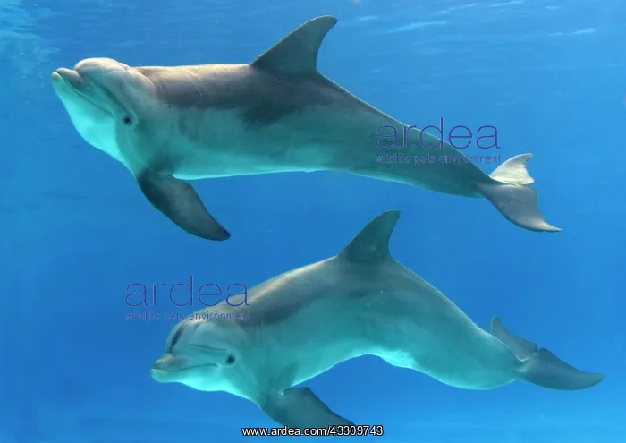 : Bottlenose dolphins - underwater : Bottlenose dolphins - underwater