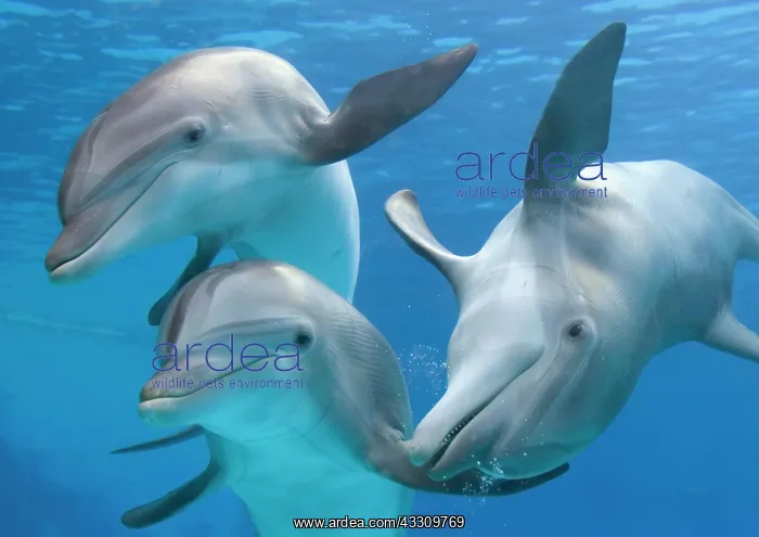 : Bottlenose dolphins - underwater : Bottlenose dolphins - underwater
