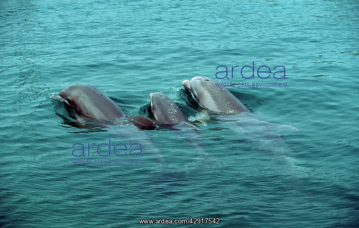 : BOTTLENOSE DOLPHINS - x three : BOTTLENOSE DOLPHINS - x three