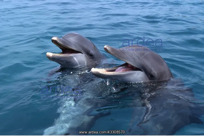 : Bottlenose DOLPHINS - x two heads above water : Bottlenose DOLPHINS - x two heads above water
