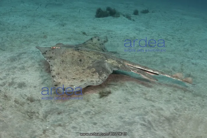 : Bottlenose skate (Rostroraja alba). It is a male : Bottlenose skate (Rostroraja alba). It is a male