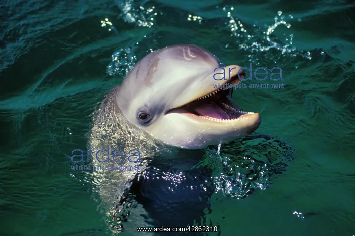 : Bottlenosed Dolphin : Bottlenosed Dolphin