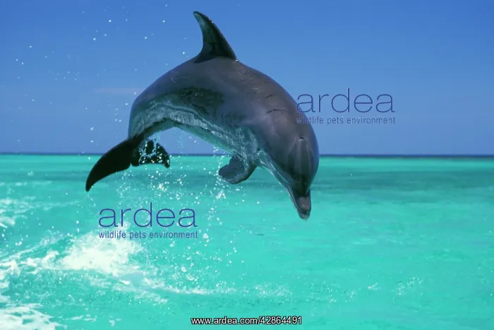 : Bottlenosed Dolphin : Bottlenosed Dolphin