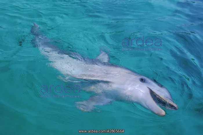 : Bottlenosed Dolphin : Bottlenosed Dolphin