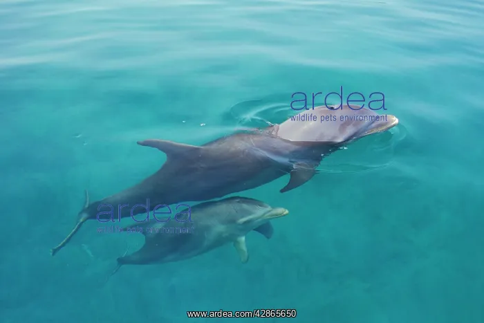 : Bottlenosed Dolphin - female & calf : Bottlenosed Dolphin - female & calf