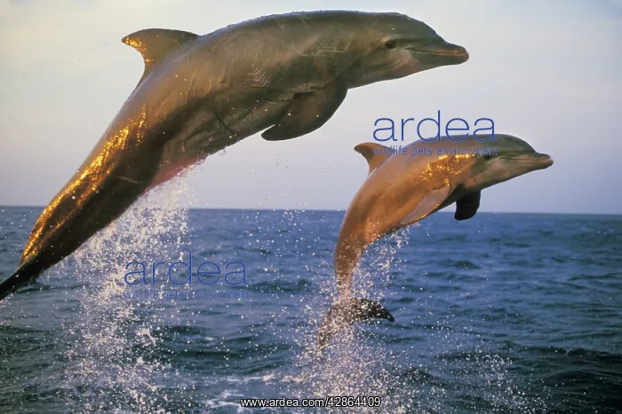 : Bottlenosed Dolphin - Jumping from water in late evening : Bottlenosed Dolphin - Jumping from water in late evening