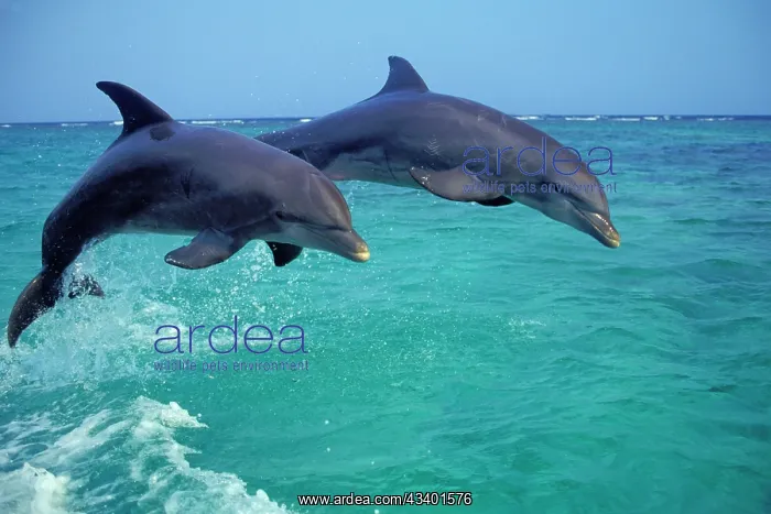 : Bottlenosed Dolphin - two leaping : Bottlenosed Dolphin - two leaping
