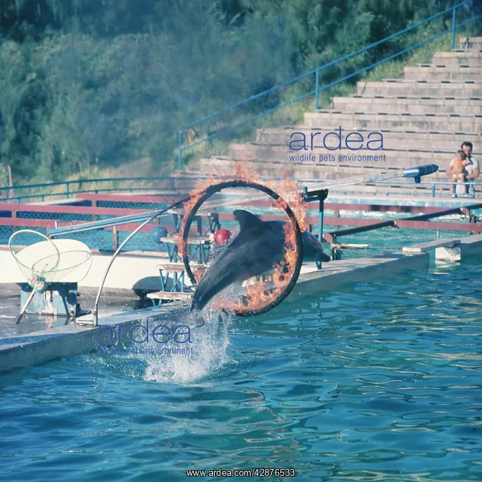 : Bottlenosed Dolphin - leaping through flaming hoop : Bottlenosed Dolphin - leaping through flaming hoop